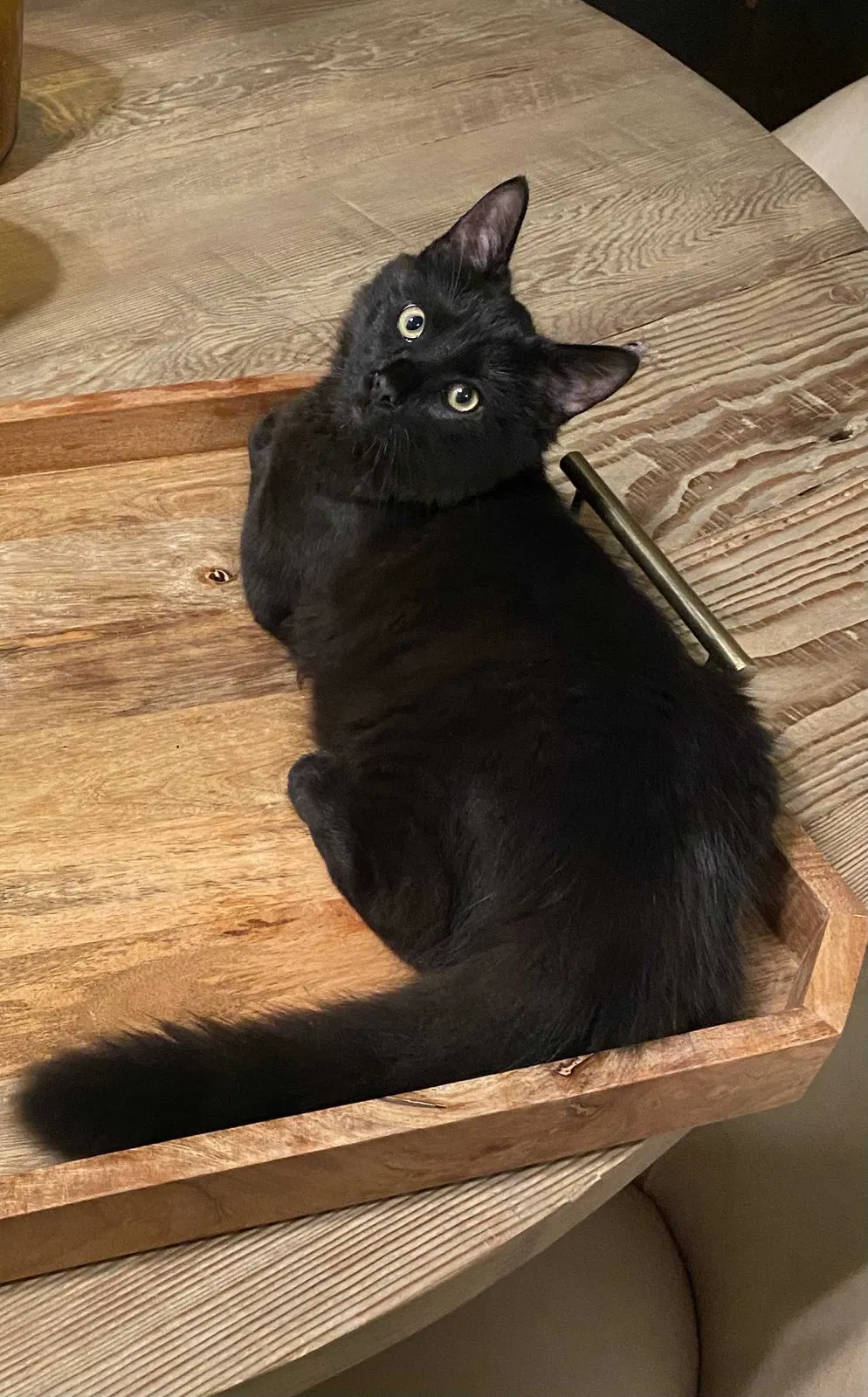 Lost cat in Long Beach, CA, 90803