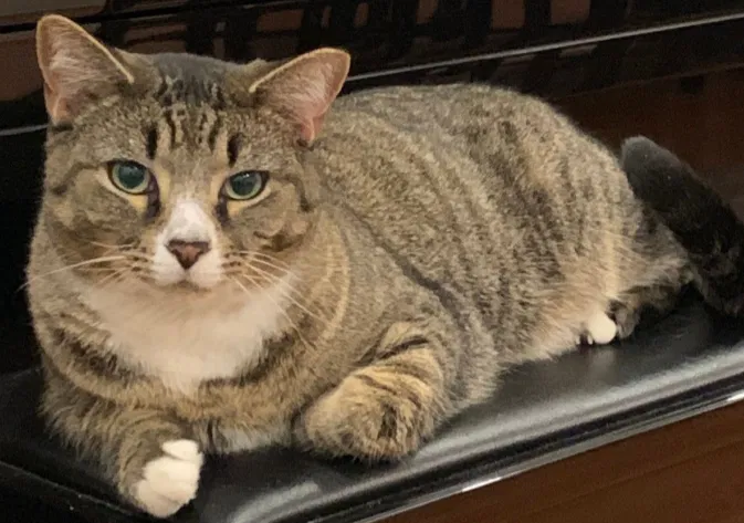 Lost cat in Brooklyn, NY, 11220