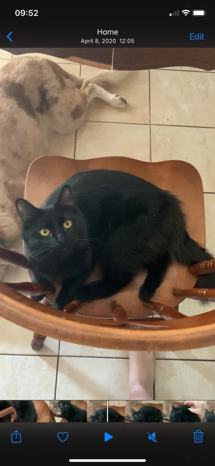 Lost cat in Arlington, TX, 76001