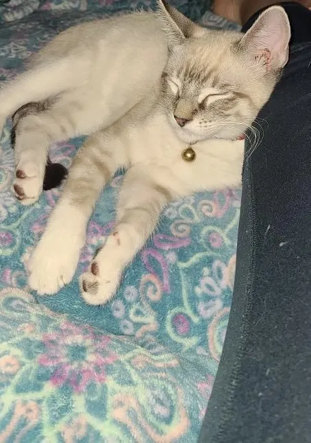 Lost cat in Los Angeles, CA, 90065