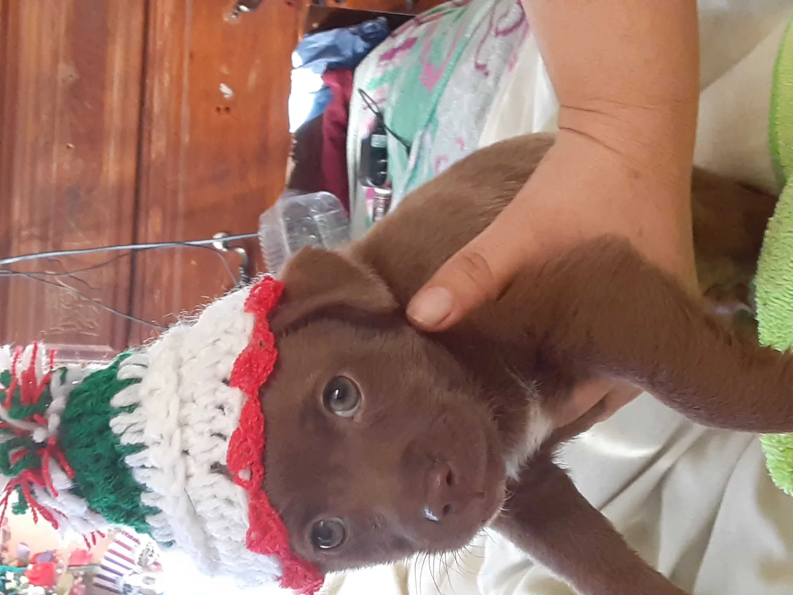 Lost dog in Santa Maria, CA, 93458