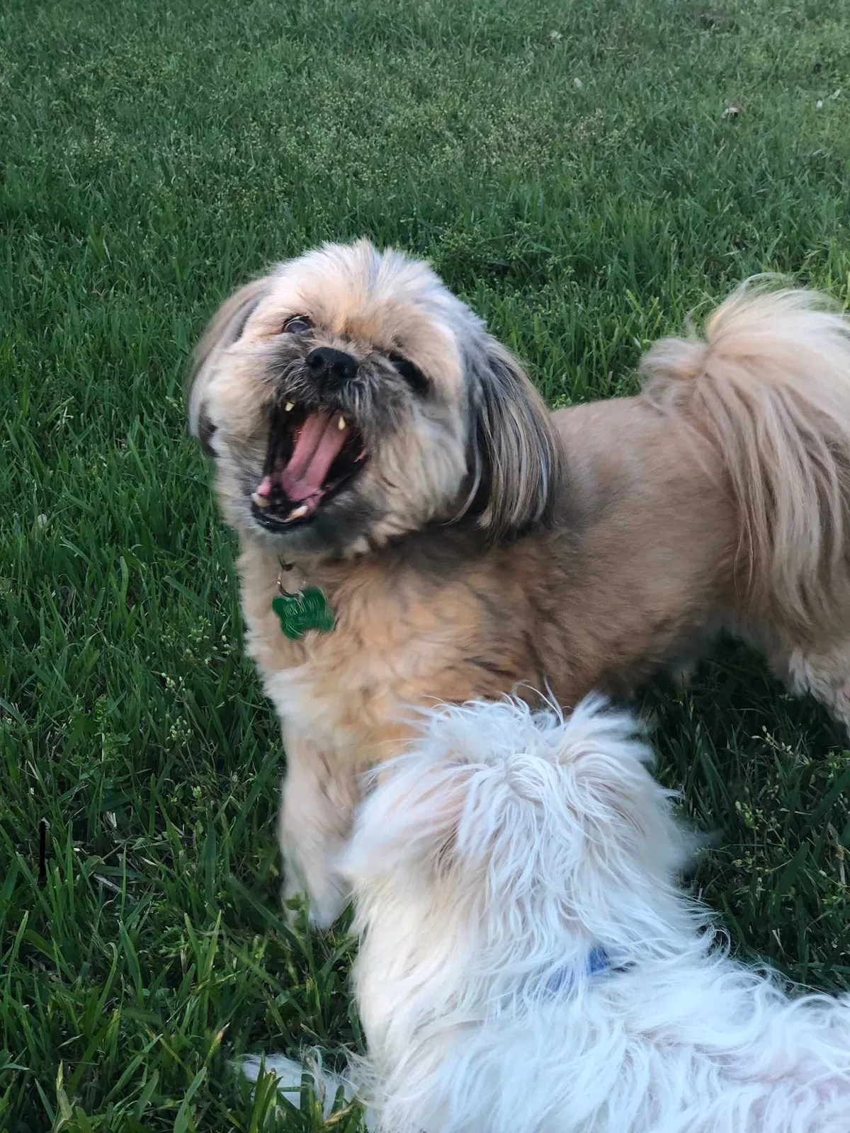 Lost dog in Mansfield, TX, 76063