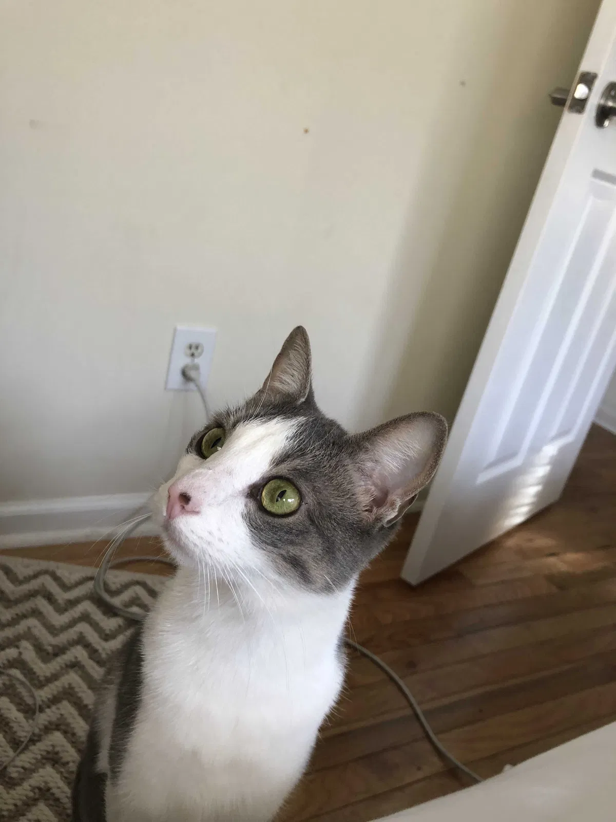 Lost cat in Marietta, GA, 30062