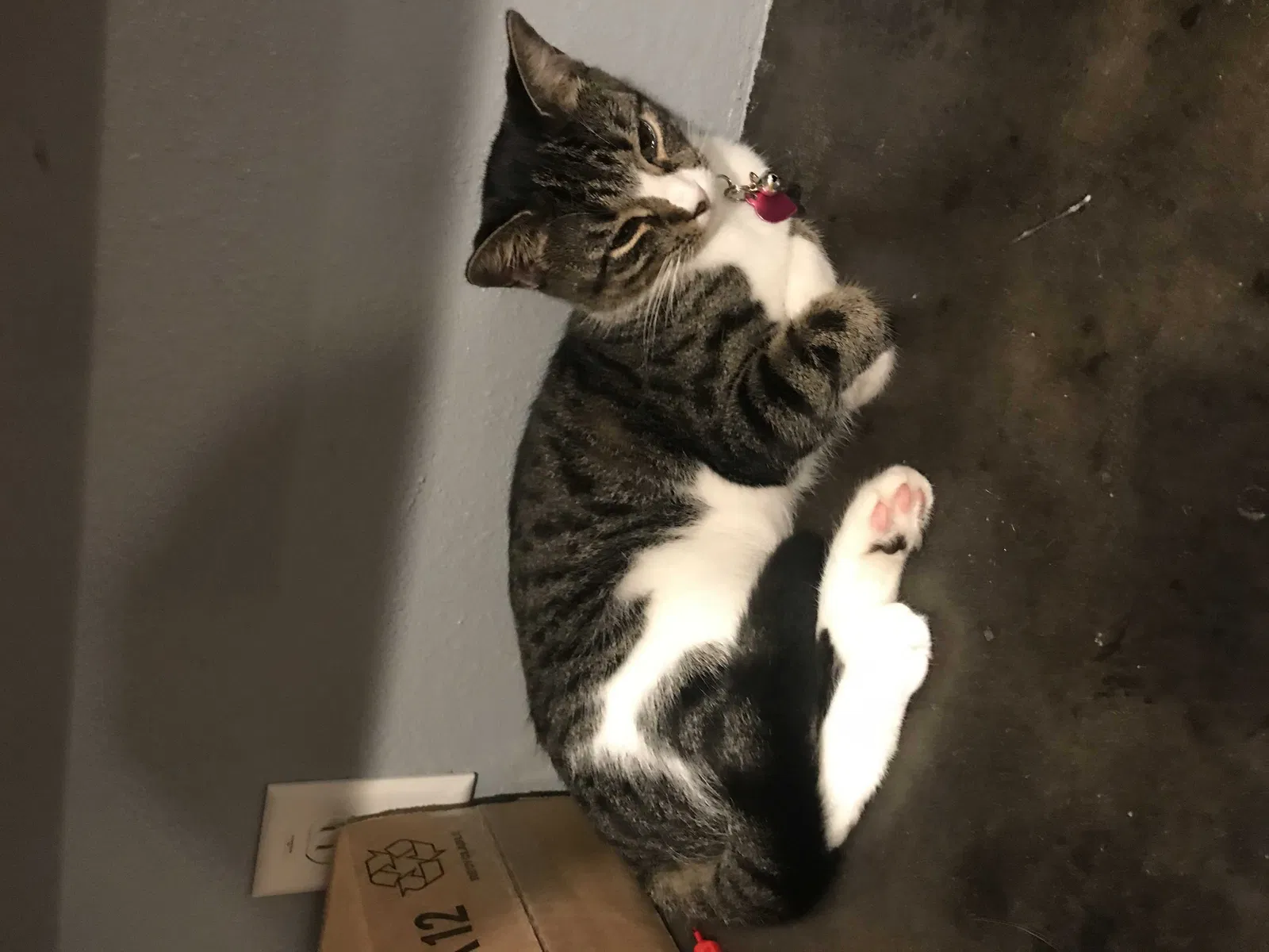 Lost cat in Ocala, FL, 34470