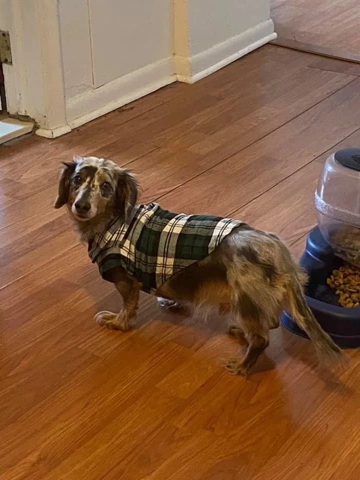 Lost dog in Detroit, MI, 48205