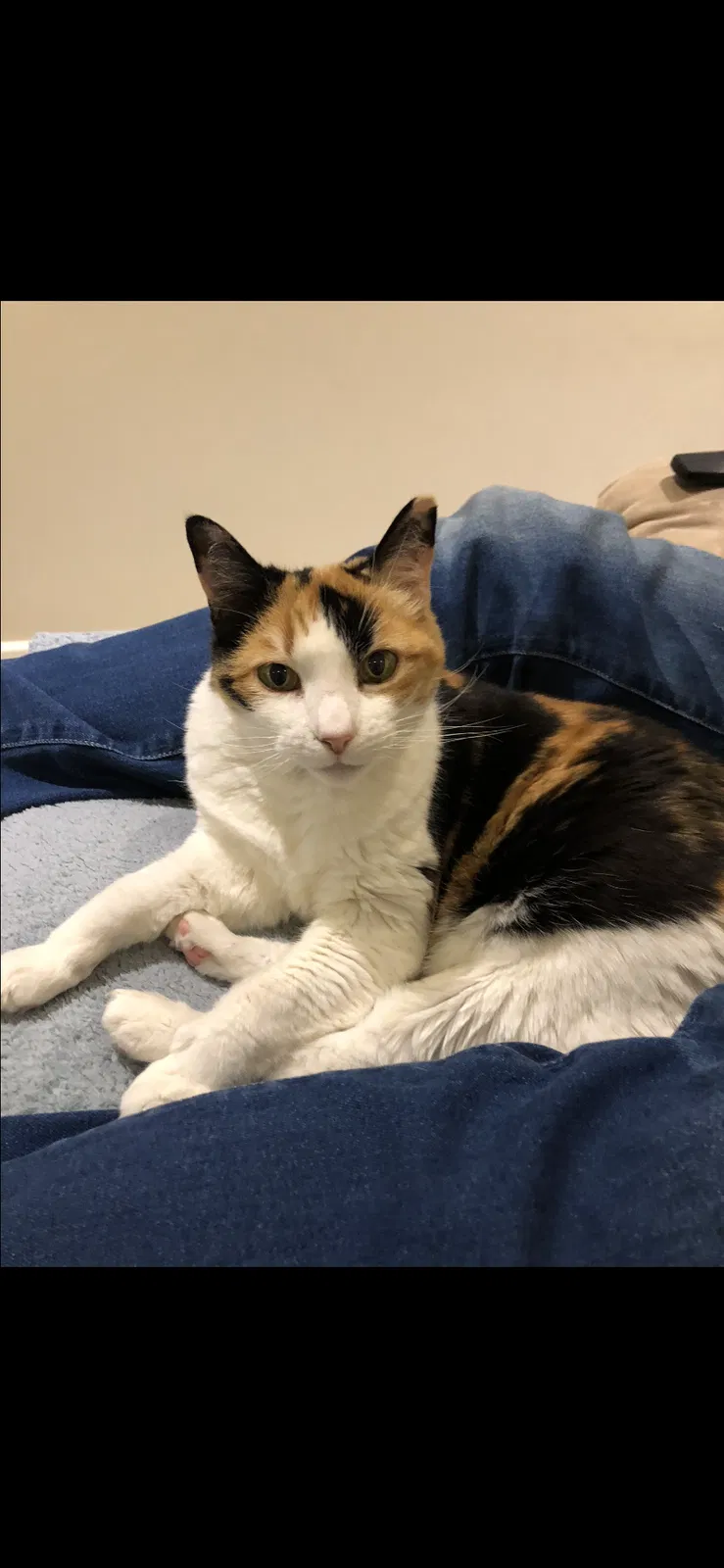 Lost cat in Duluth, GA, 30097