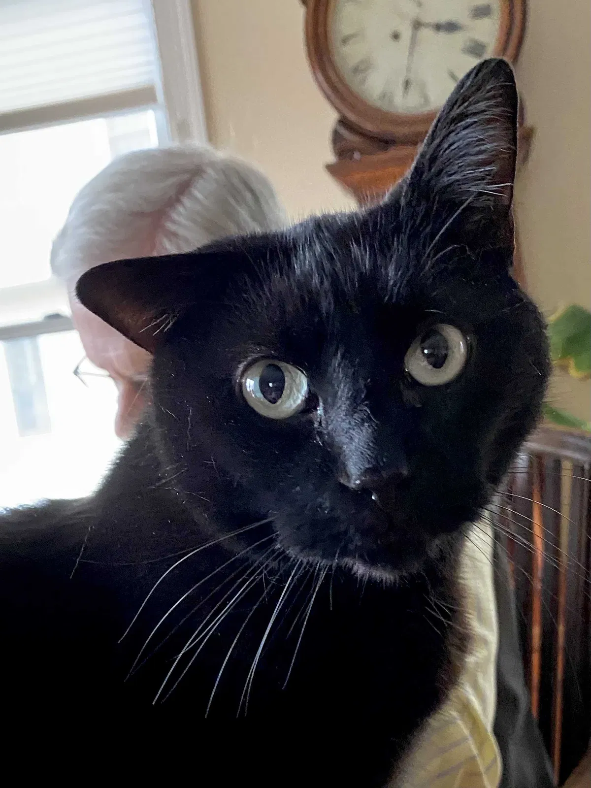 Lost cat in Roslindale, MA, 2131