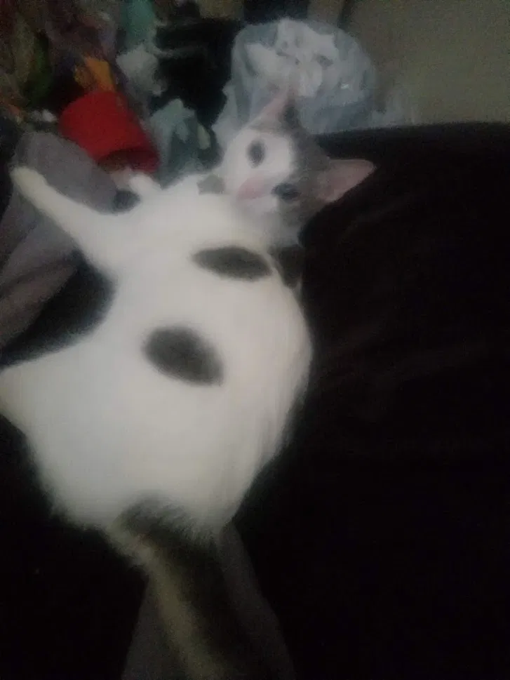 Lost cat in San Francisco, CA, 94134