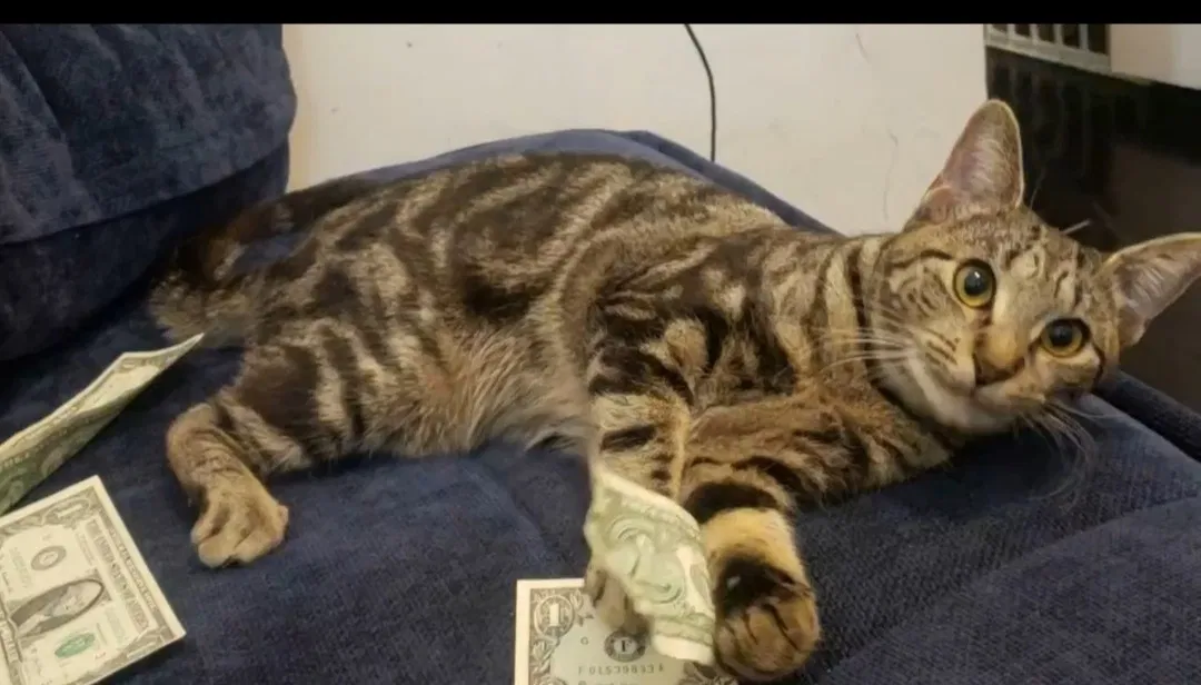 Lost cat in Woodside, NY, 11377