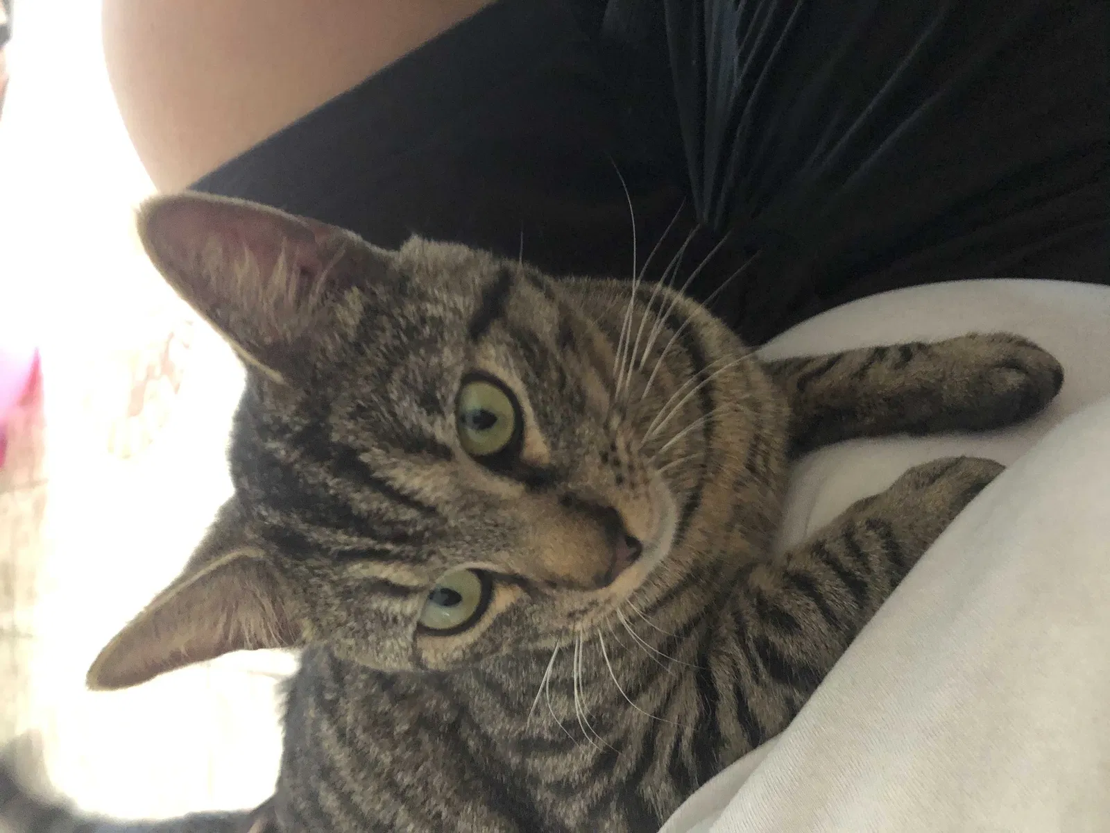 Lost cat in Riverside, CA, 92504