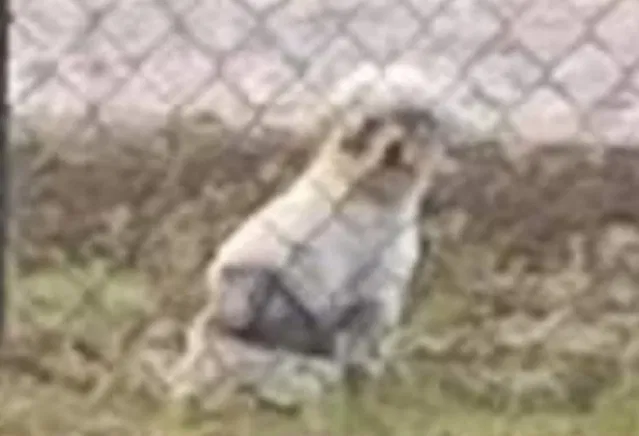 Lost dog in Plant City, FL, 33567