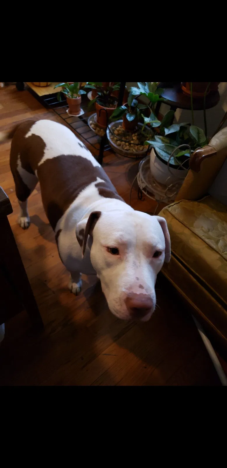 Lost dog in Gary, IN, 46406