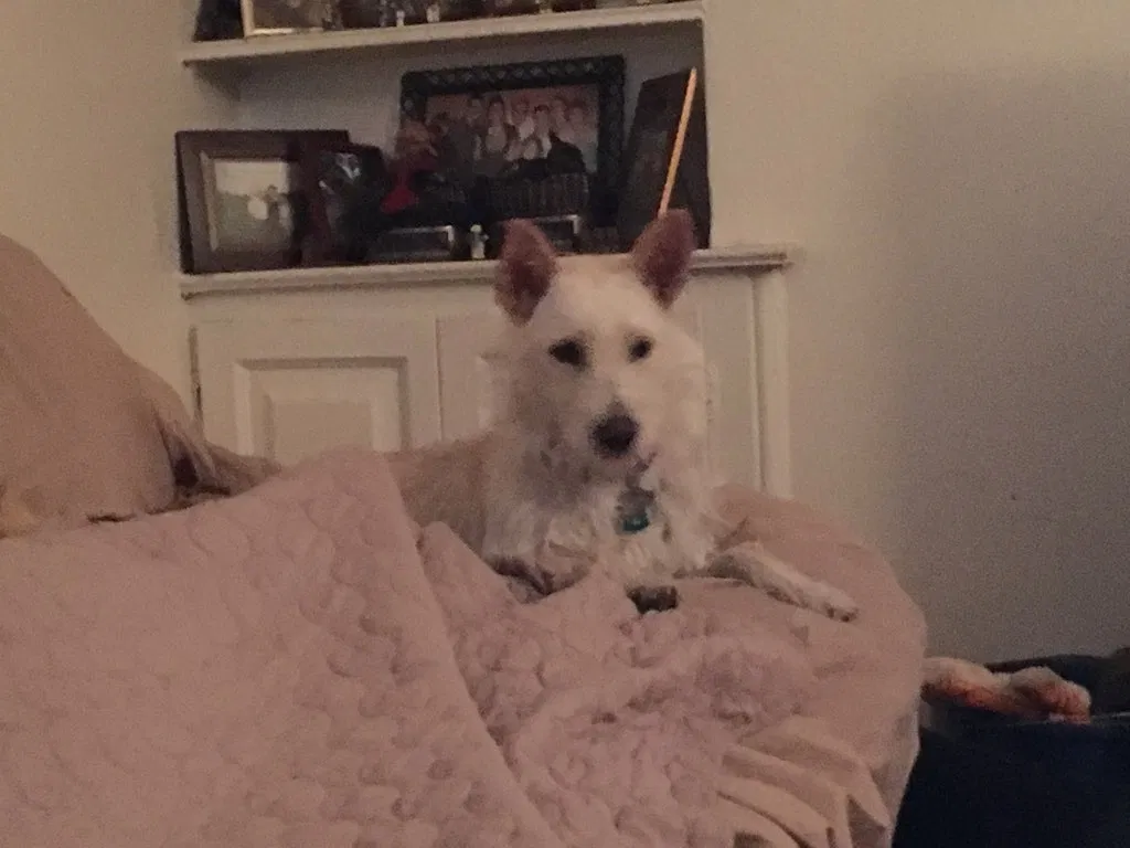 Lost dog in Brooklyn, NY, 11225