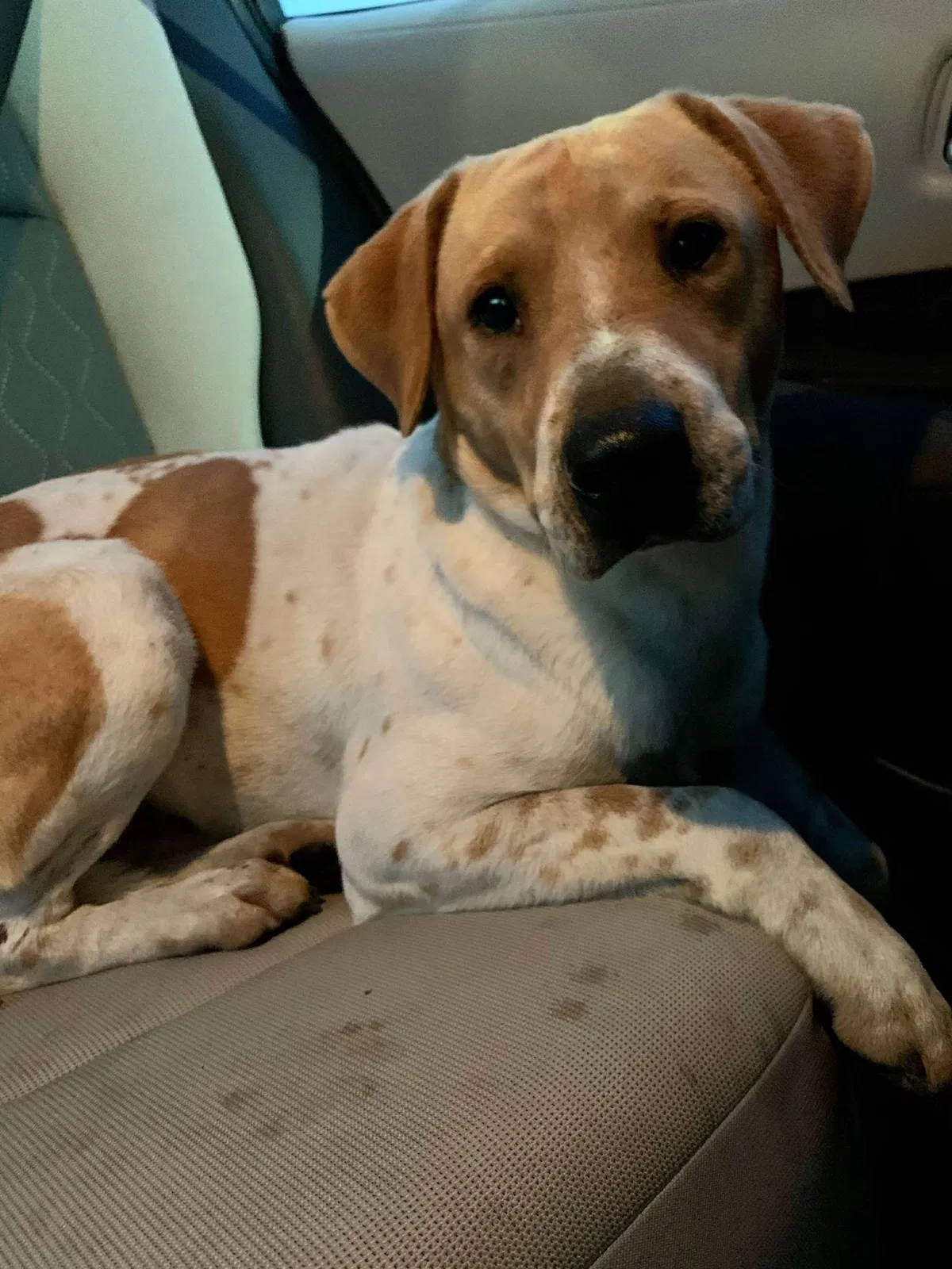 Found dog in Corpus Christi, TX, 78412