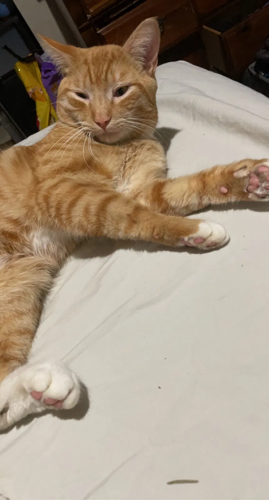 Lost cat in Bremerton, WA, 98312