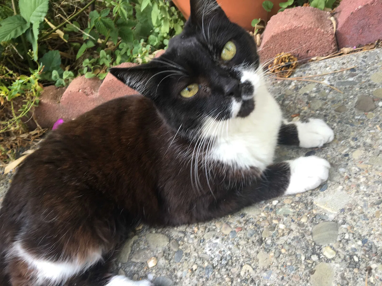 Lost cat in Fremont, CA, 94538
