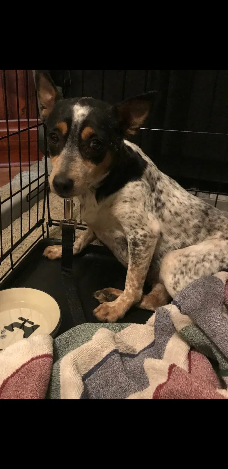Lost dog in Columbus, OH, 43206