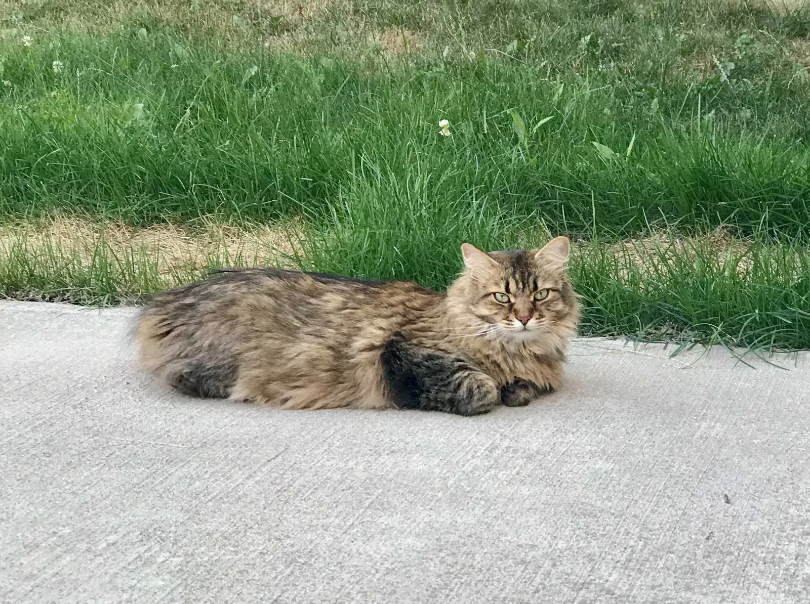 Lost cat in Farmington, MI, 48331