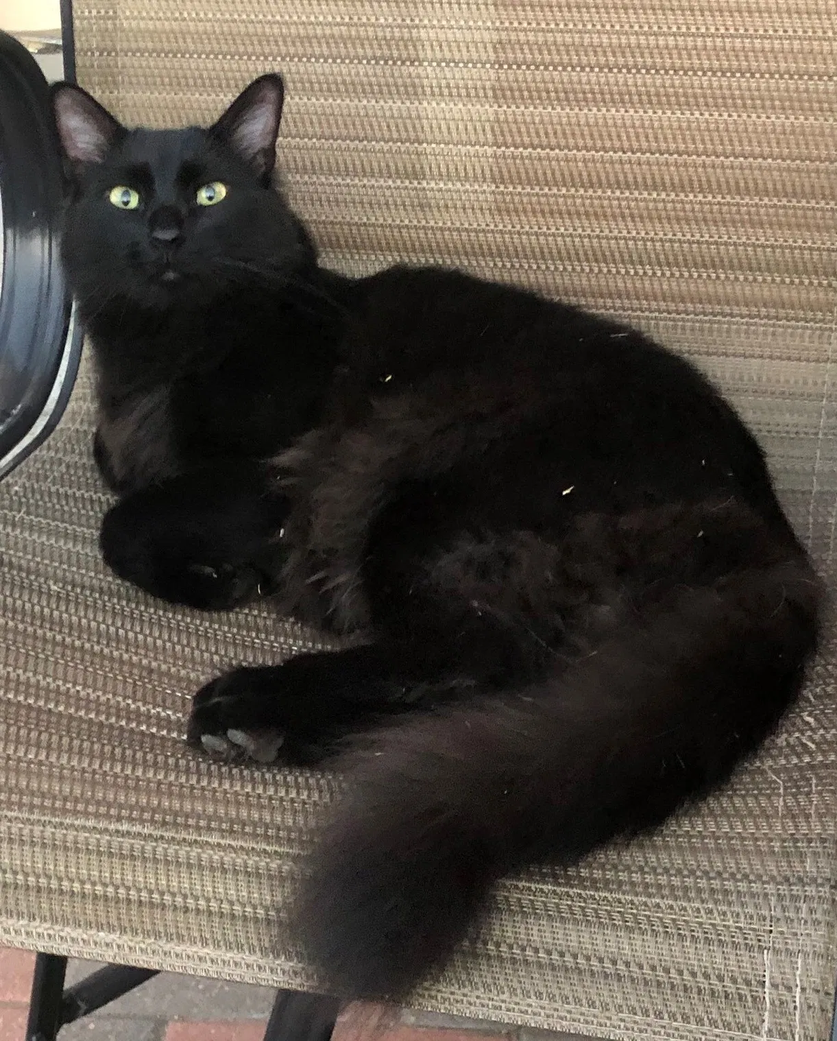 Lost cat in Denver, CO, 80239