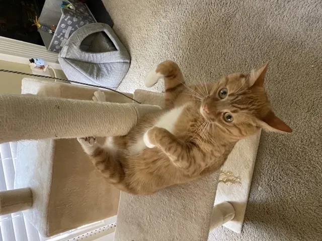 Lost cat in Charlotte, NC, 28214
