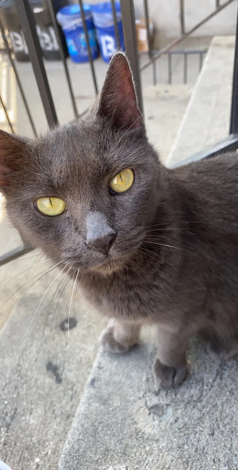 Lost cat in Brooklyn, NY, 11237