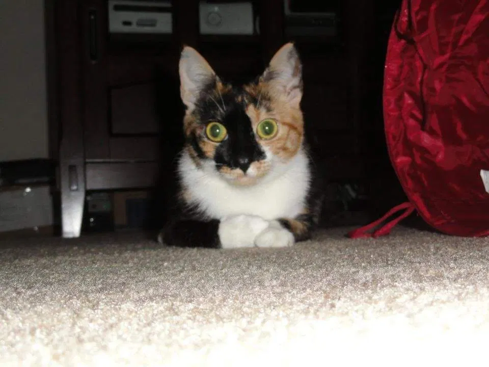 Lost cat in Lancaster, SC, 29720