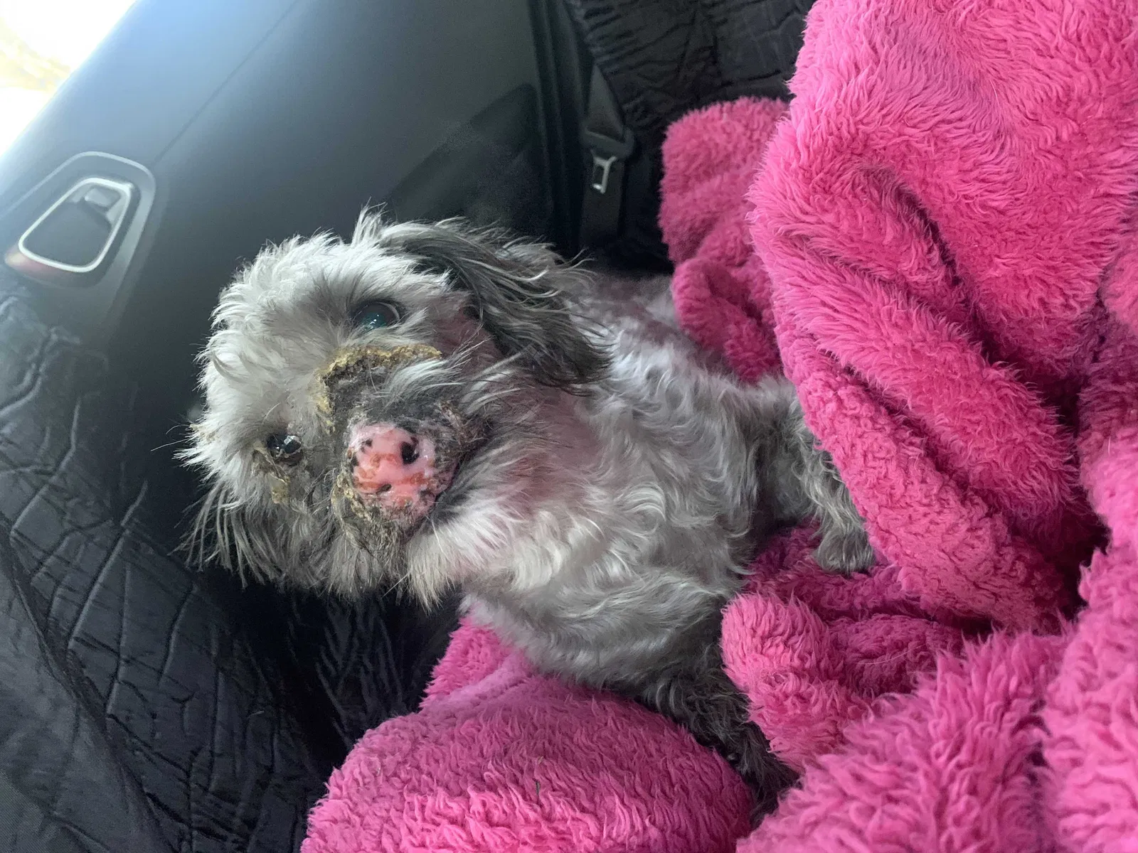 Lost dog in Bedias, TX, 77831
