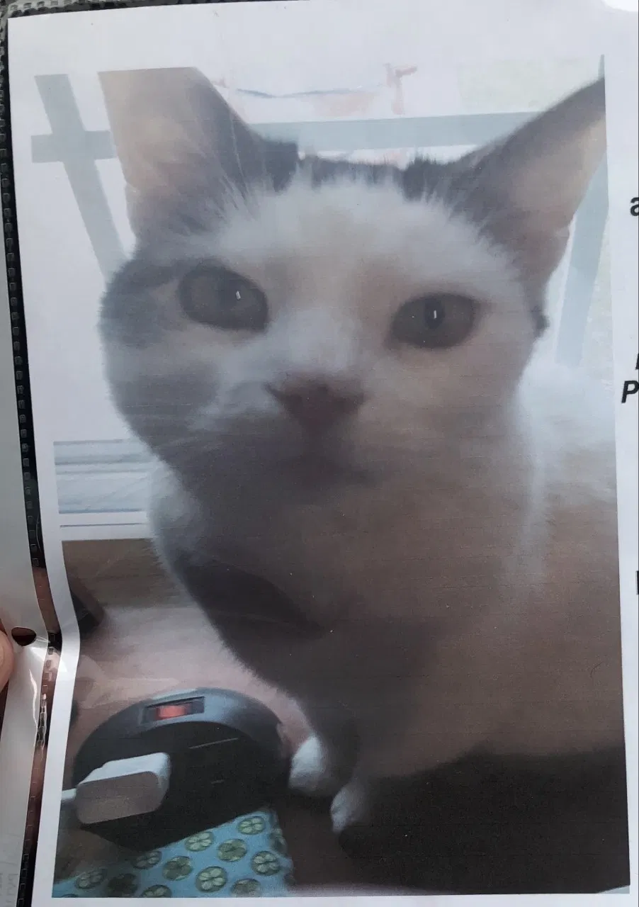 Lost cat in North Versailles, PA, 15137