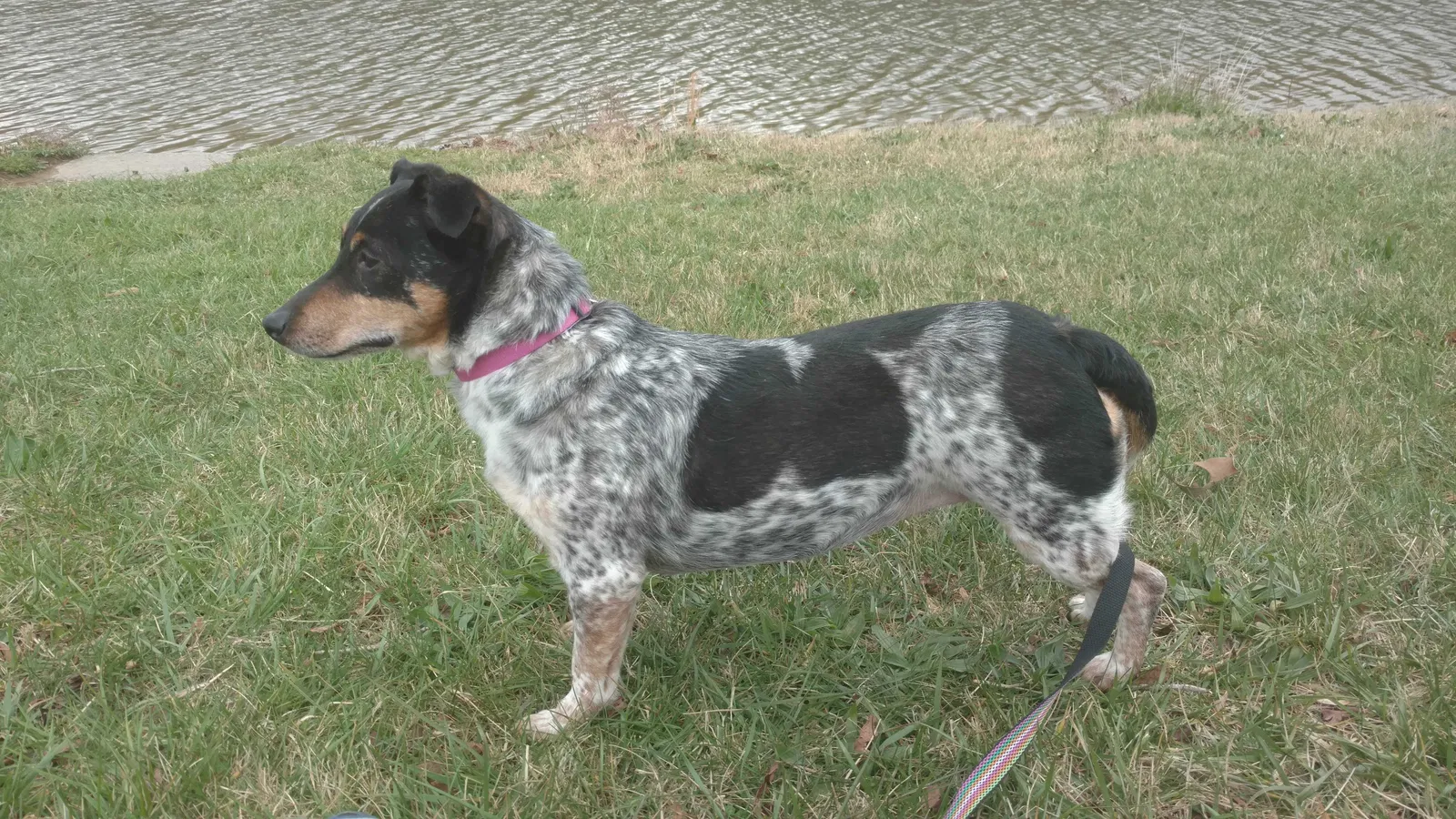 Lost dog in Johnson City, TN, 37601