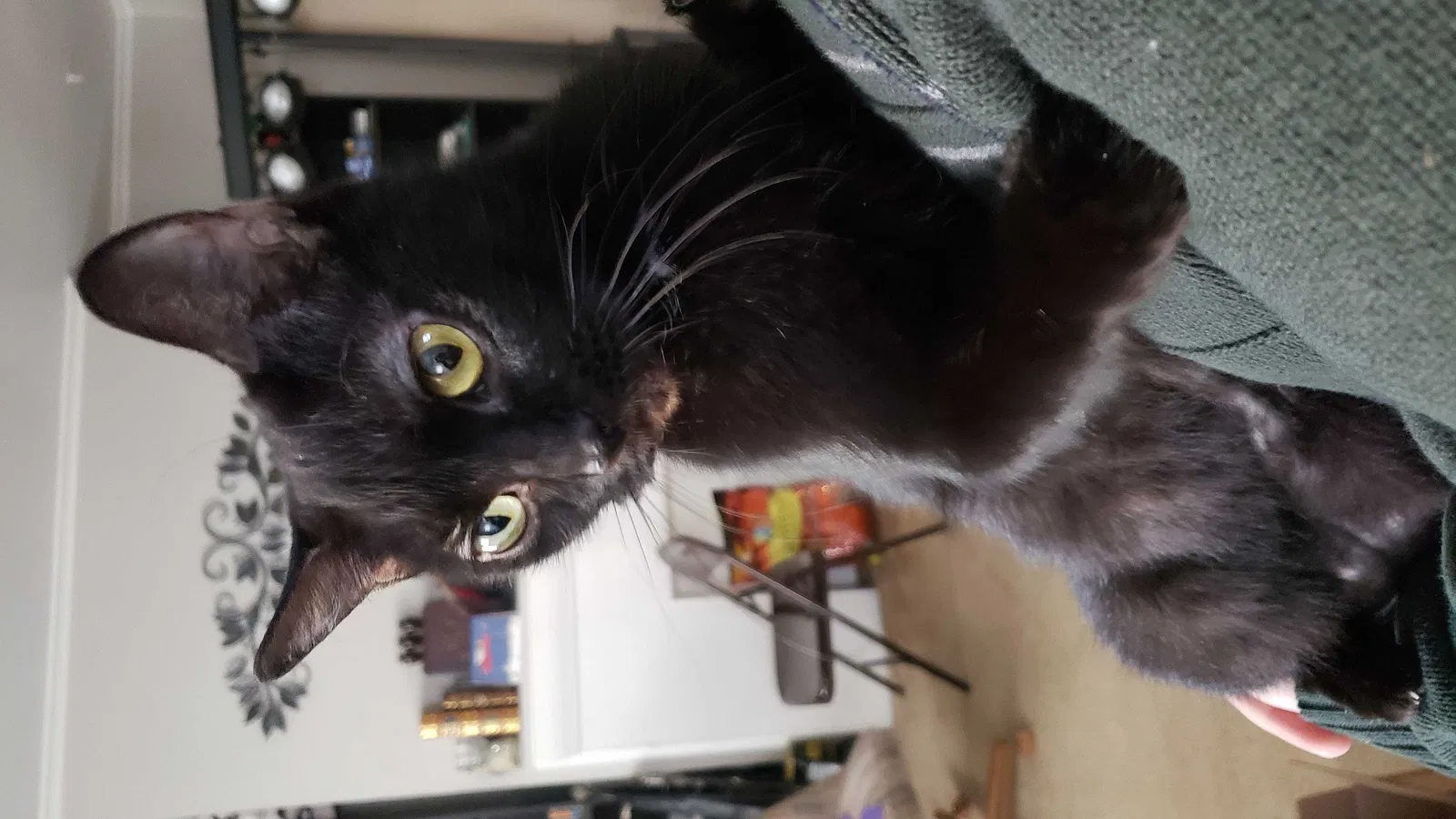 Lost cat in Pittsburgh, PA, 15207