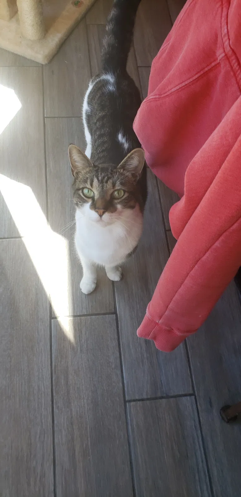 Lost cat in Middletown, OH, 45044