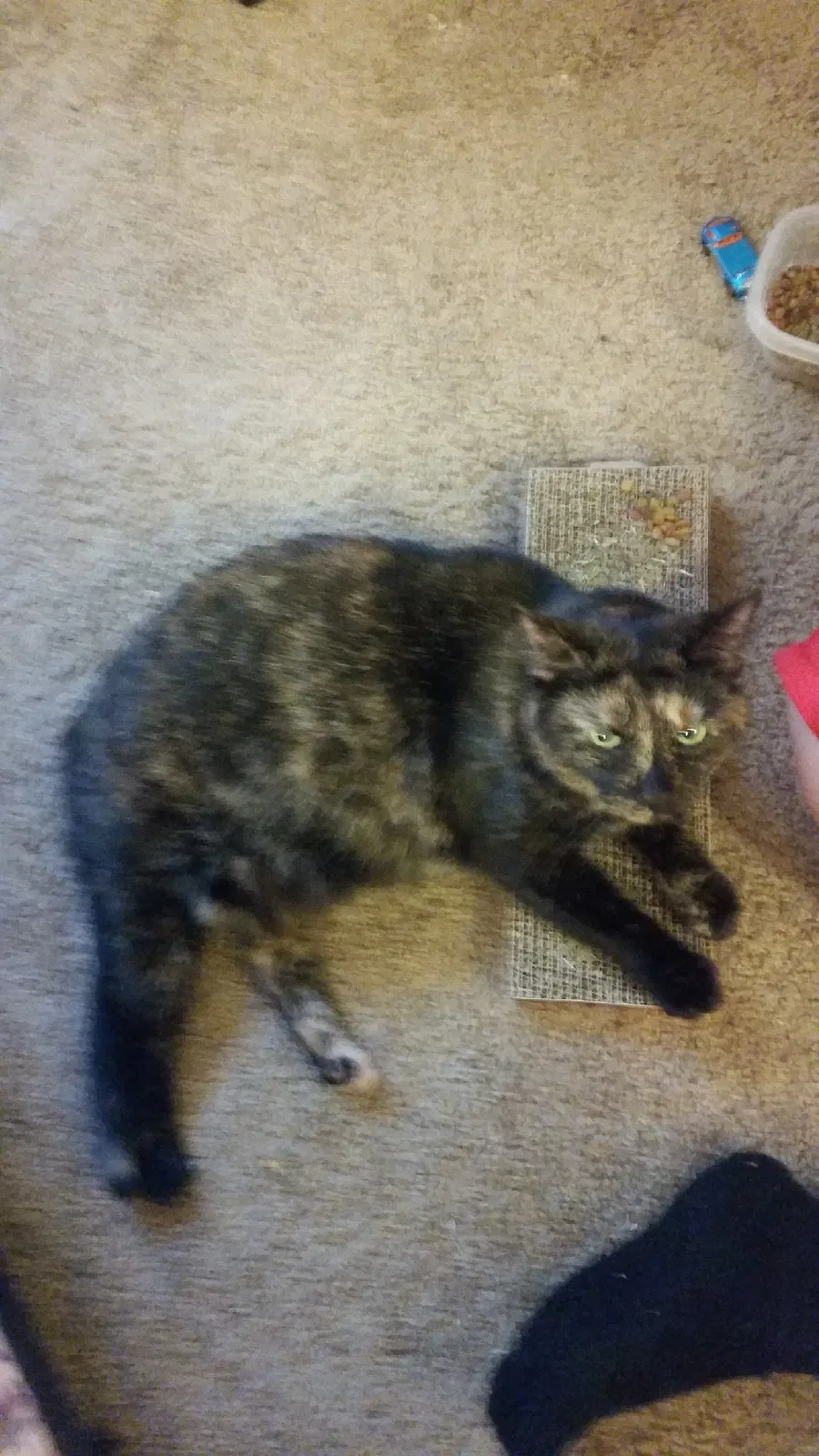 Lost cat in Middletown, OH, 45044
