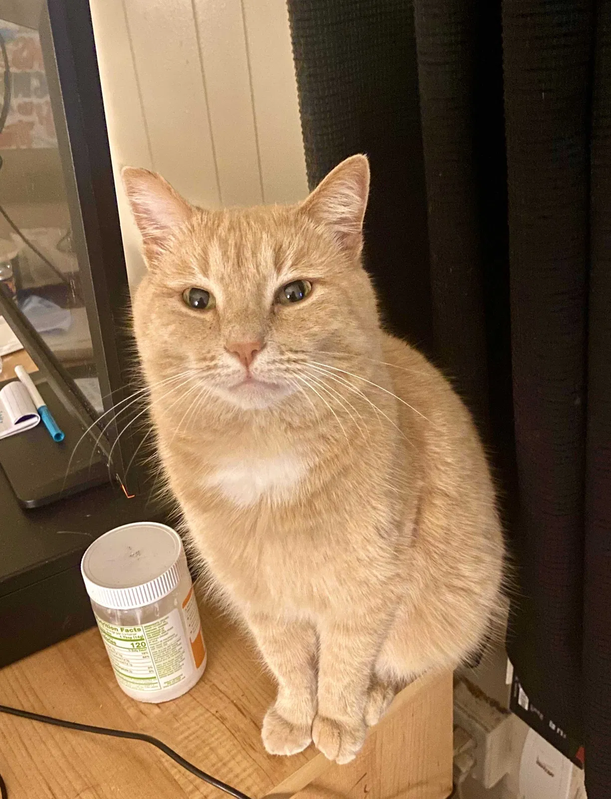 Lost cat in Henrico, VA, 23294