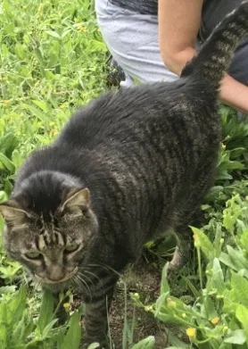 Lost cat in Austin, TX, 78745