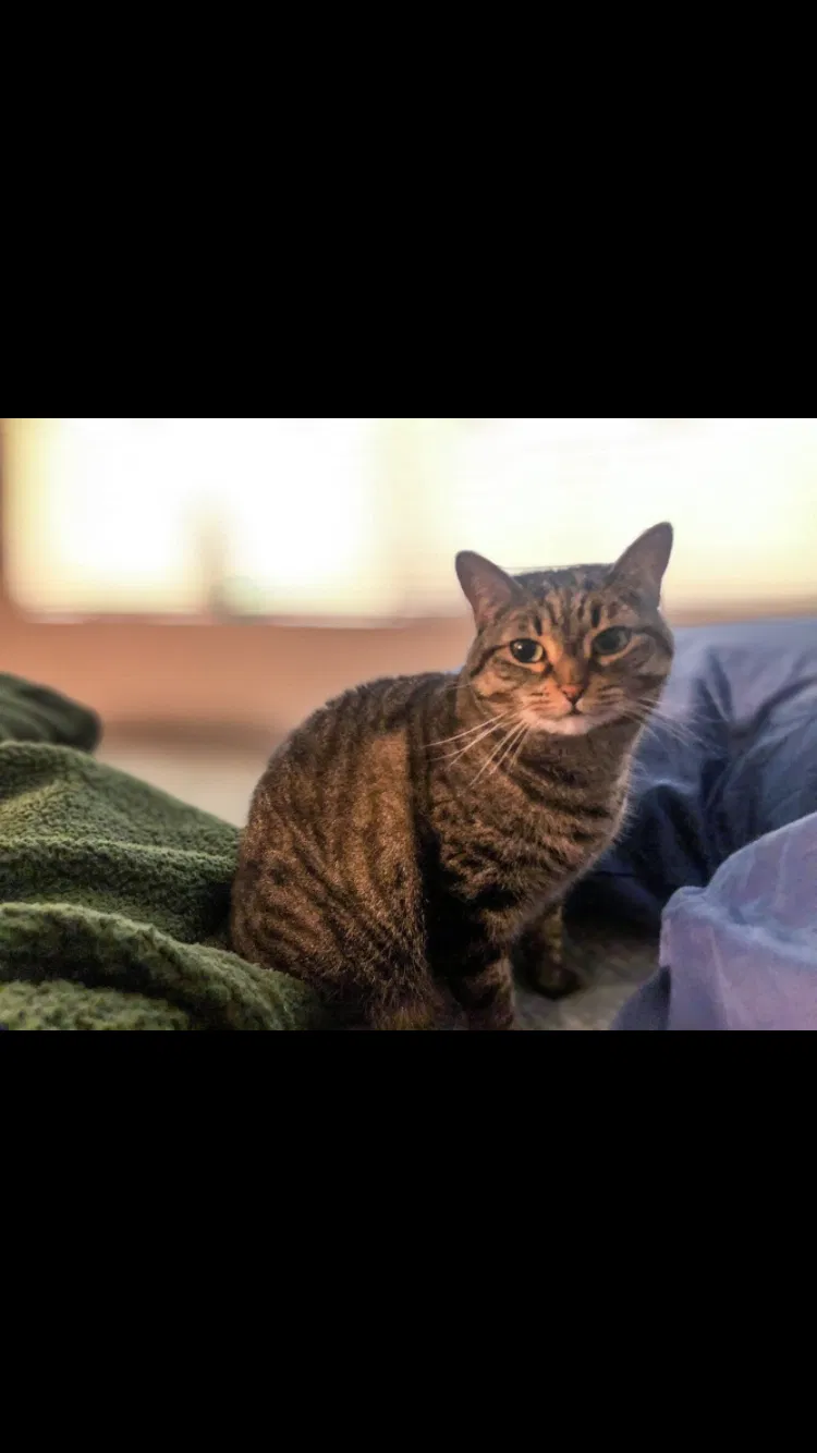 Lost cat in Tucson, AZ, 85704