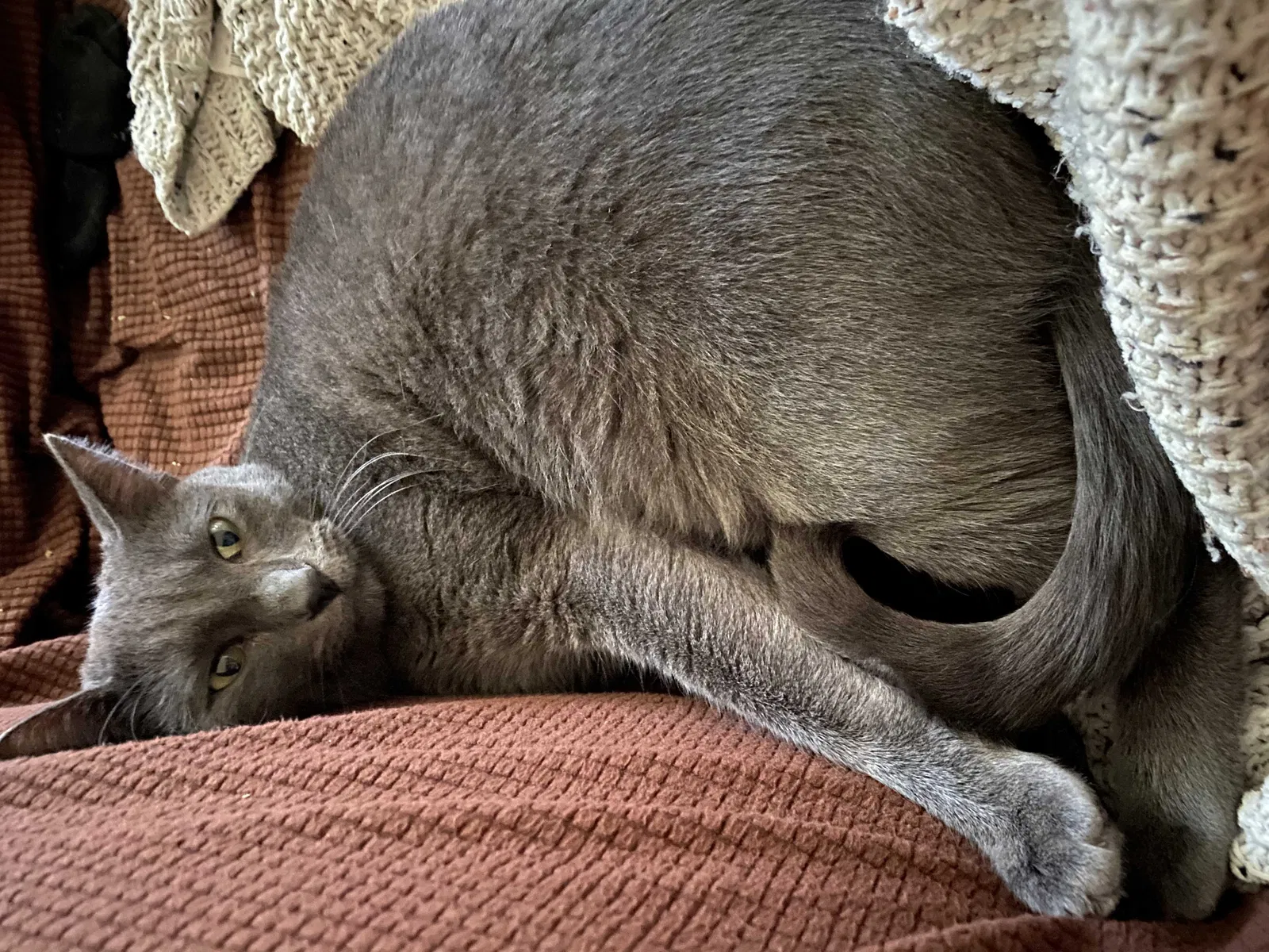 Lost cat in New Orleans, LA, 70125