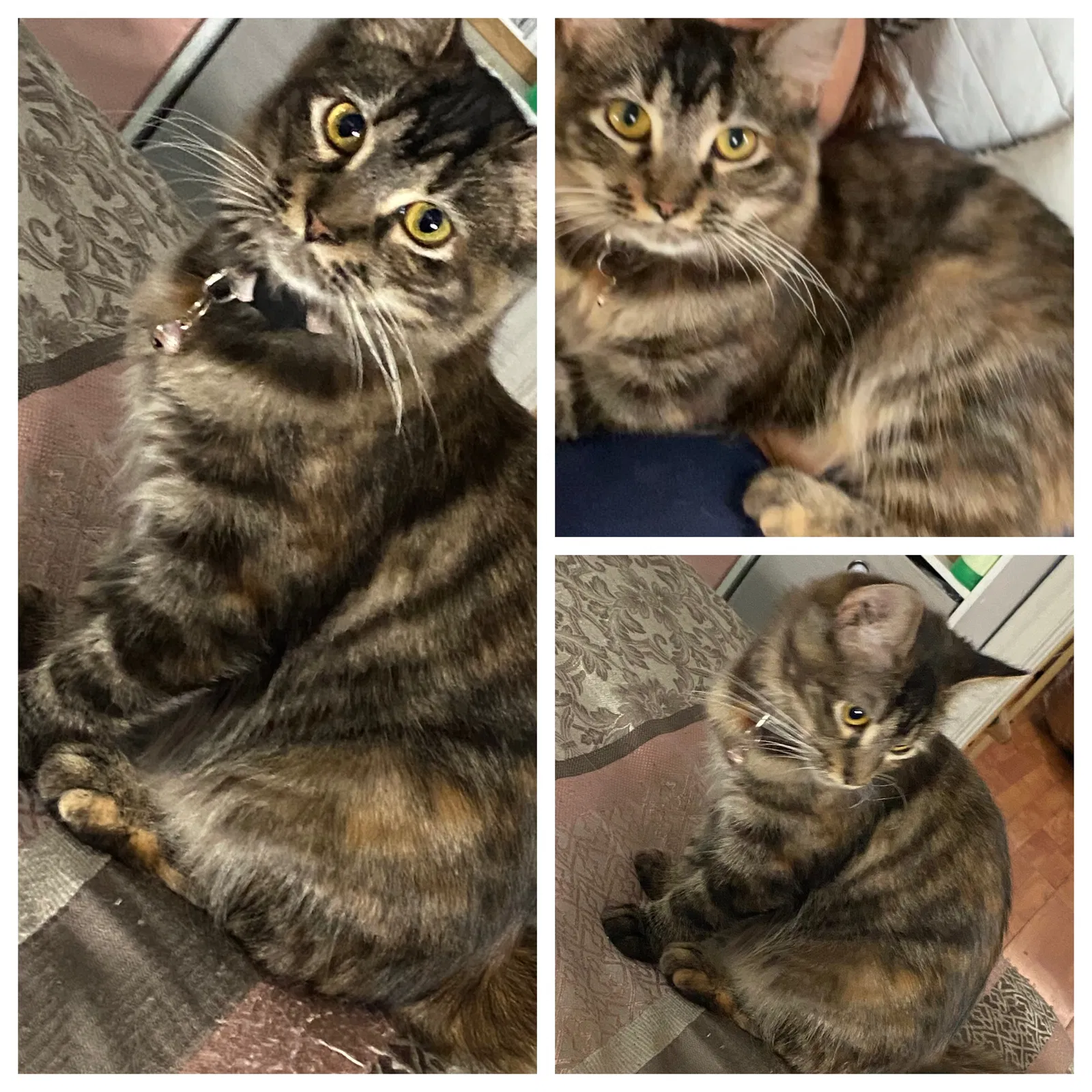 Lost cat in Bakersfield, CA, 93301