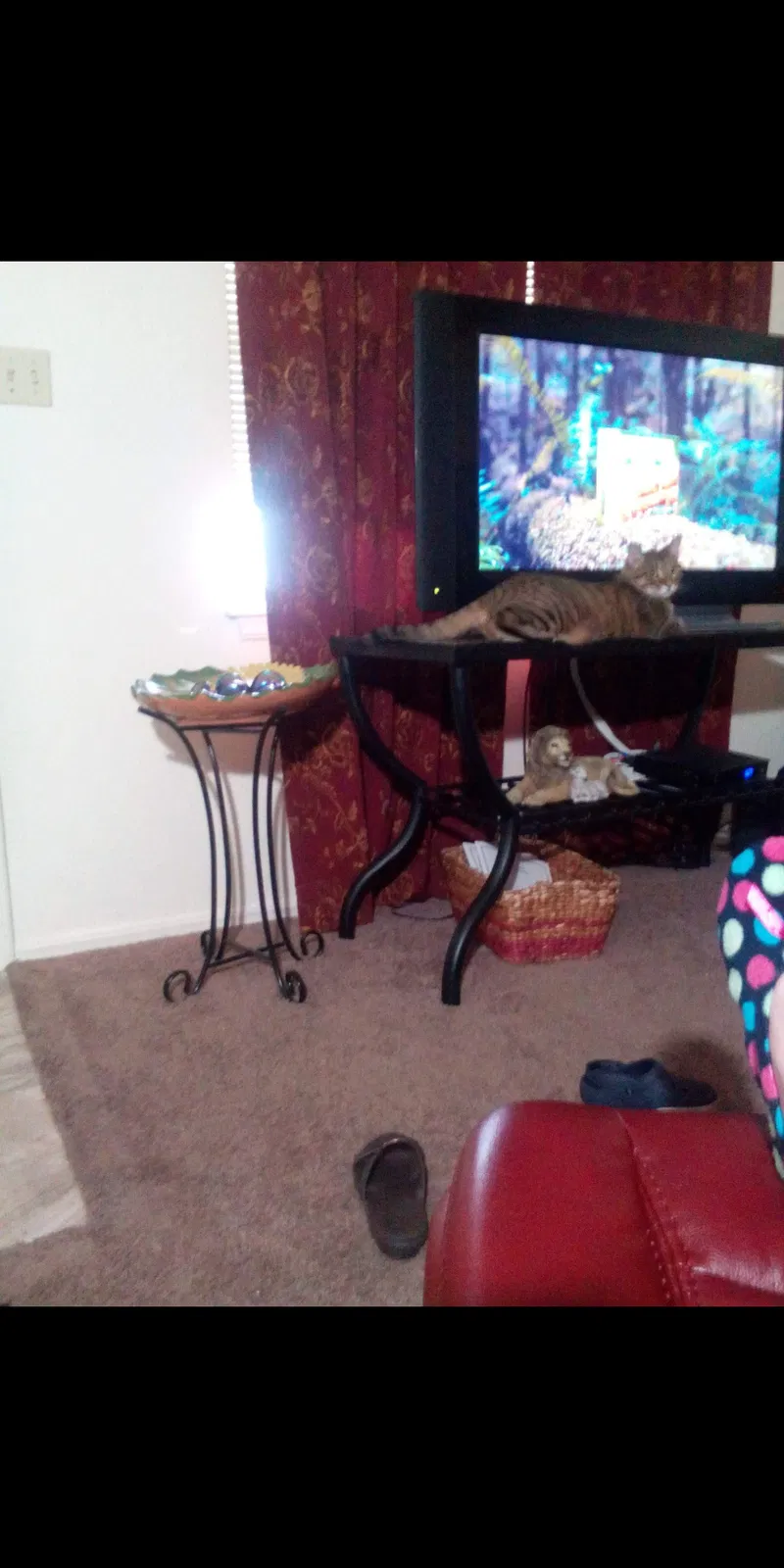 Lost cat in Tulsa, OK, 74145
