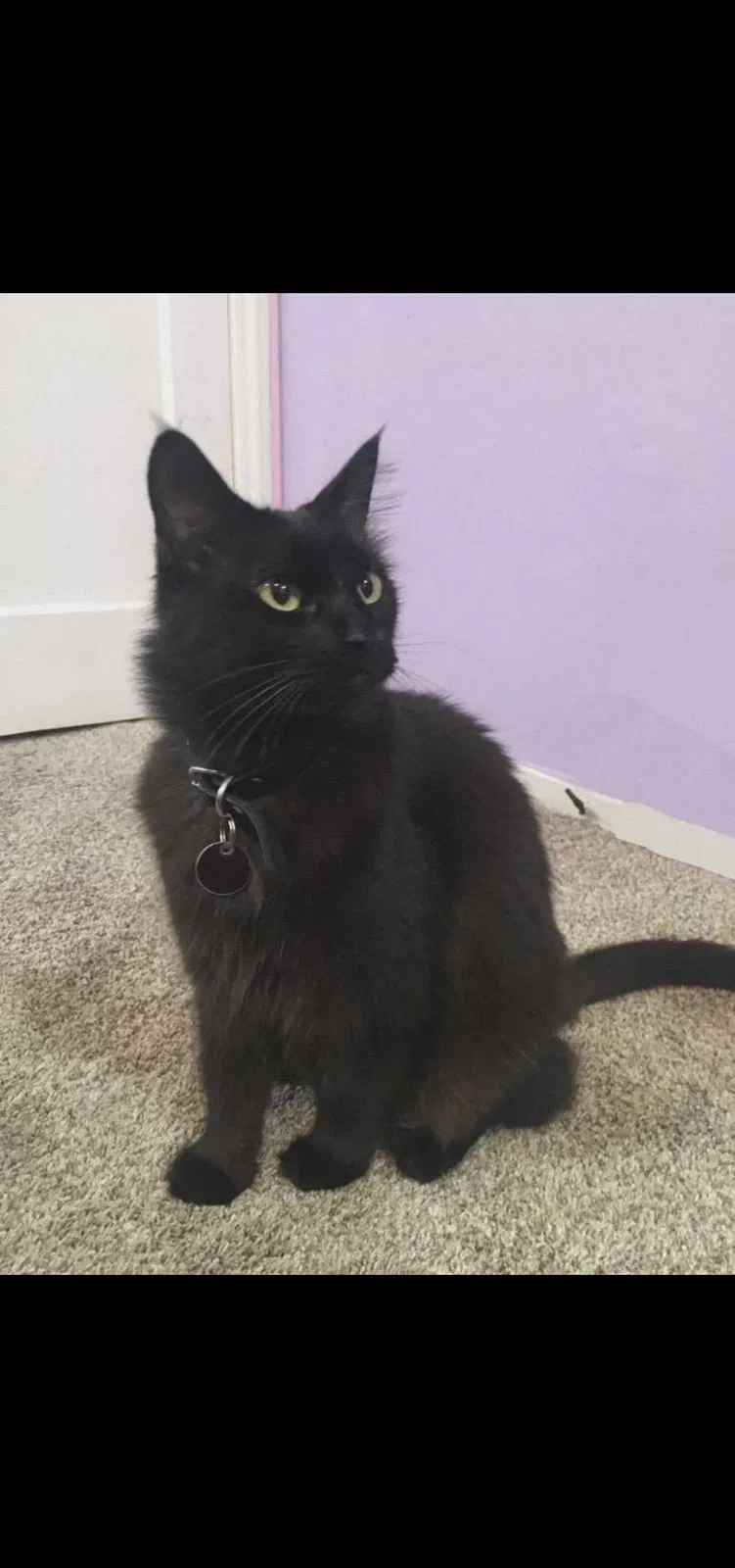 Lost cat in Redwood City, CA, 94063