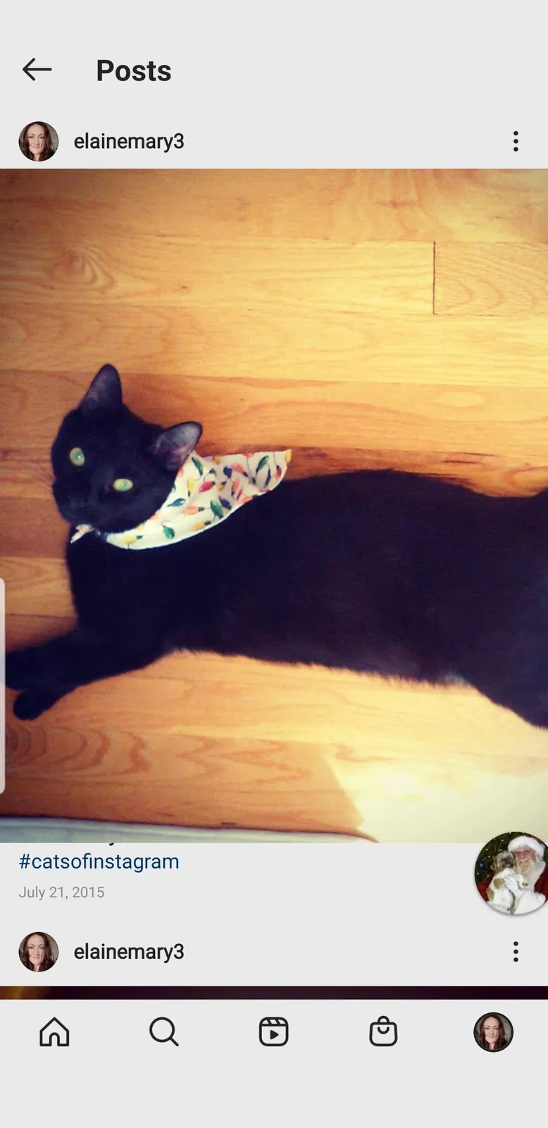 Lost cat in Albany, NY, 12203
