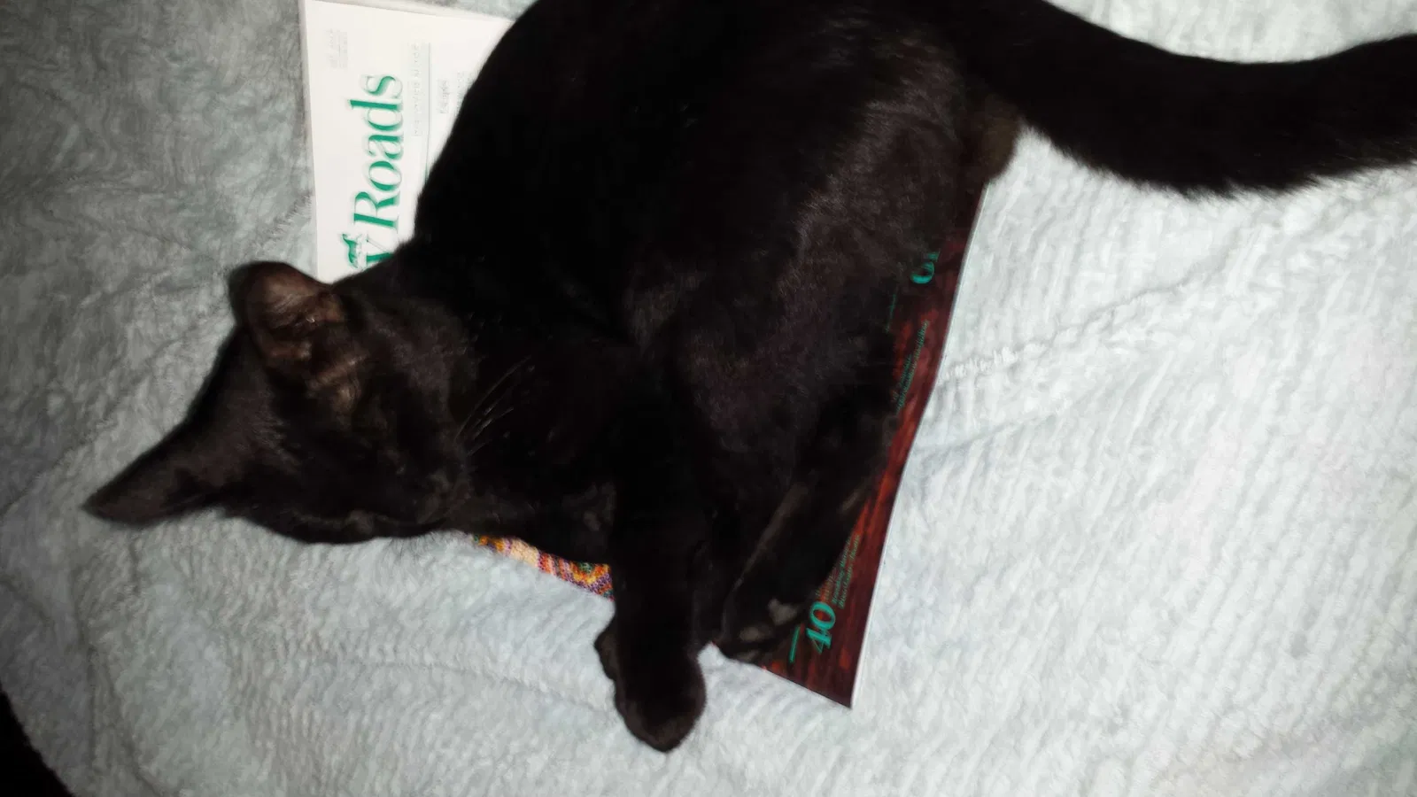 Lost cat in Baton Rouge, LA, 70815