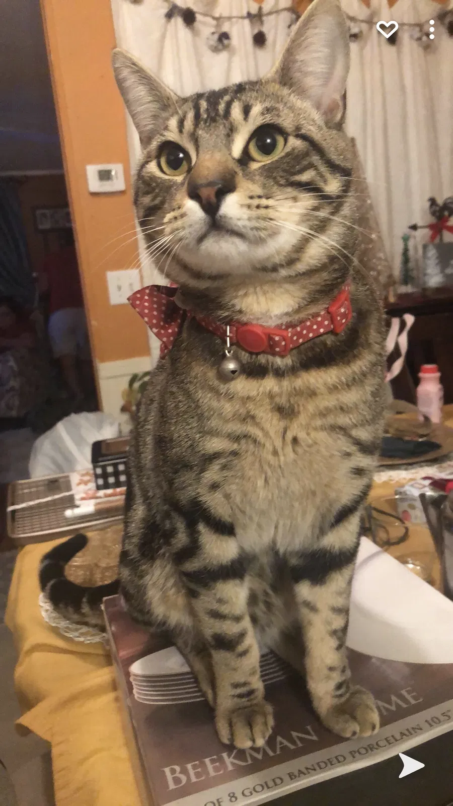 Lost cat in Tucson, AZ, 85743
