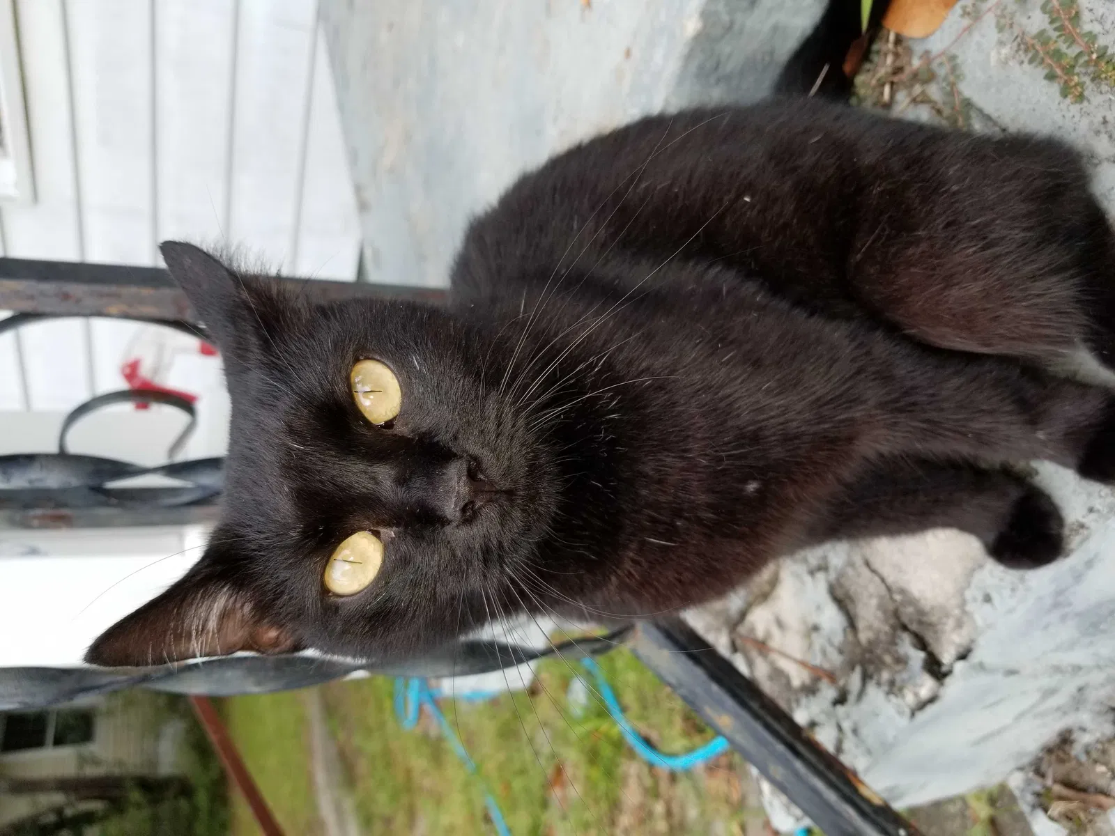Lost cat in Columbia, SC, 29205