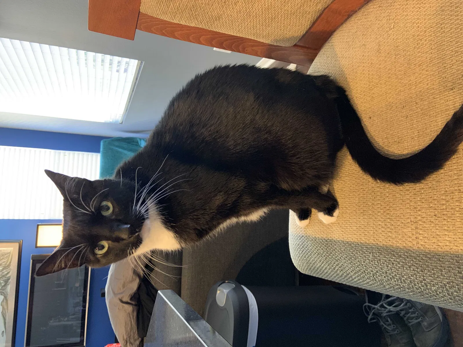 Lost cat in Port Hueneme, CA, 93041
