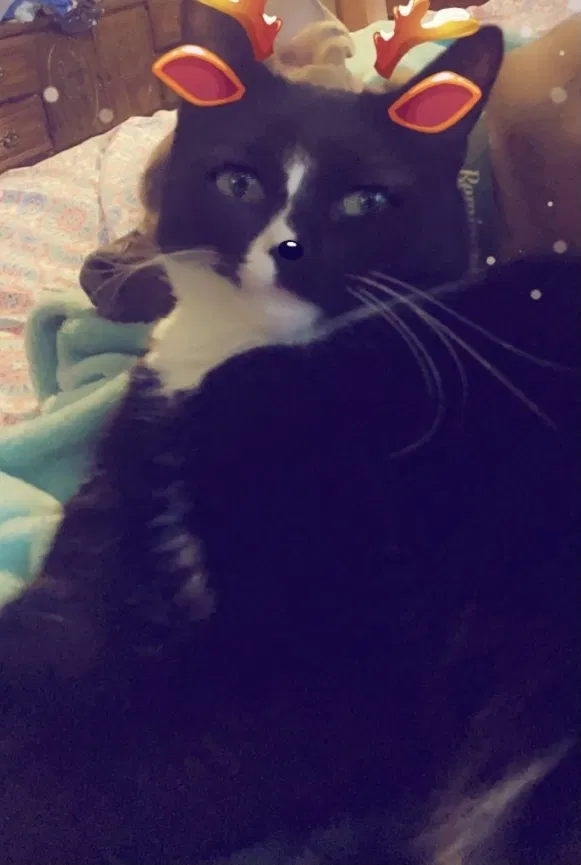 Lost cat in Kernersville, NC, 27284