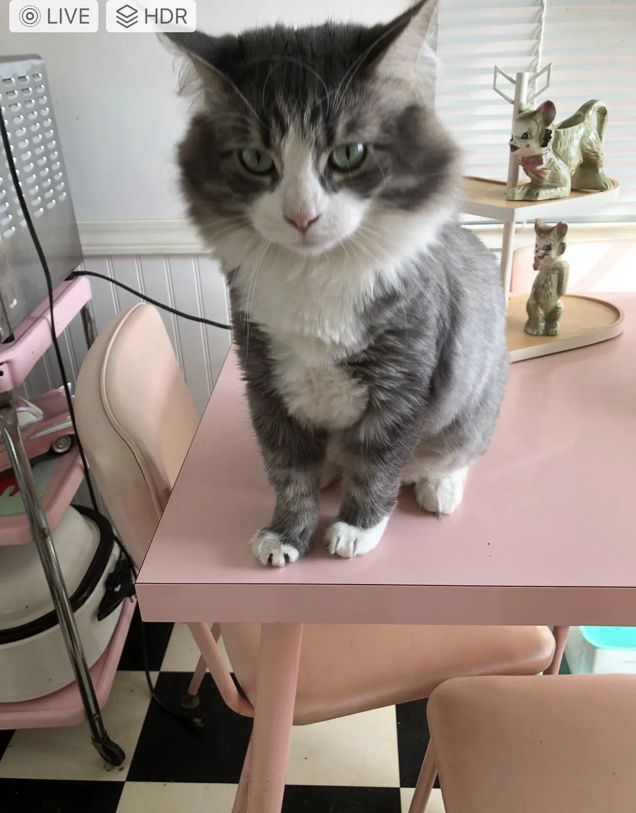 Lost cat in Bakersfield, CA, 93304