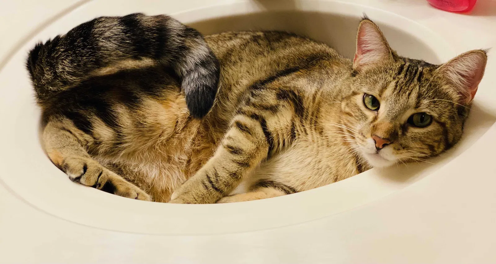 Lost cat in Madison, WI, 53719