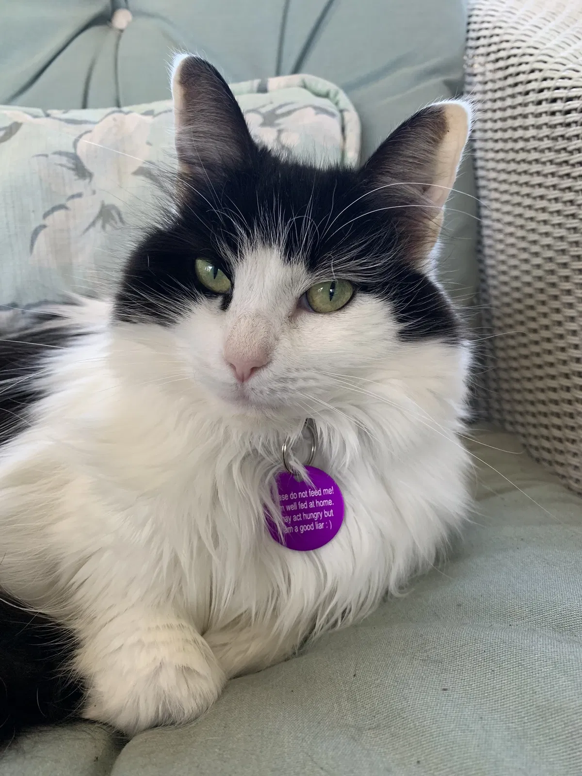 Lost cat in Greenville, SC, 29607