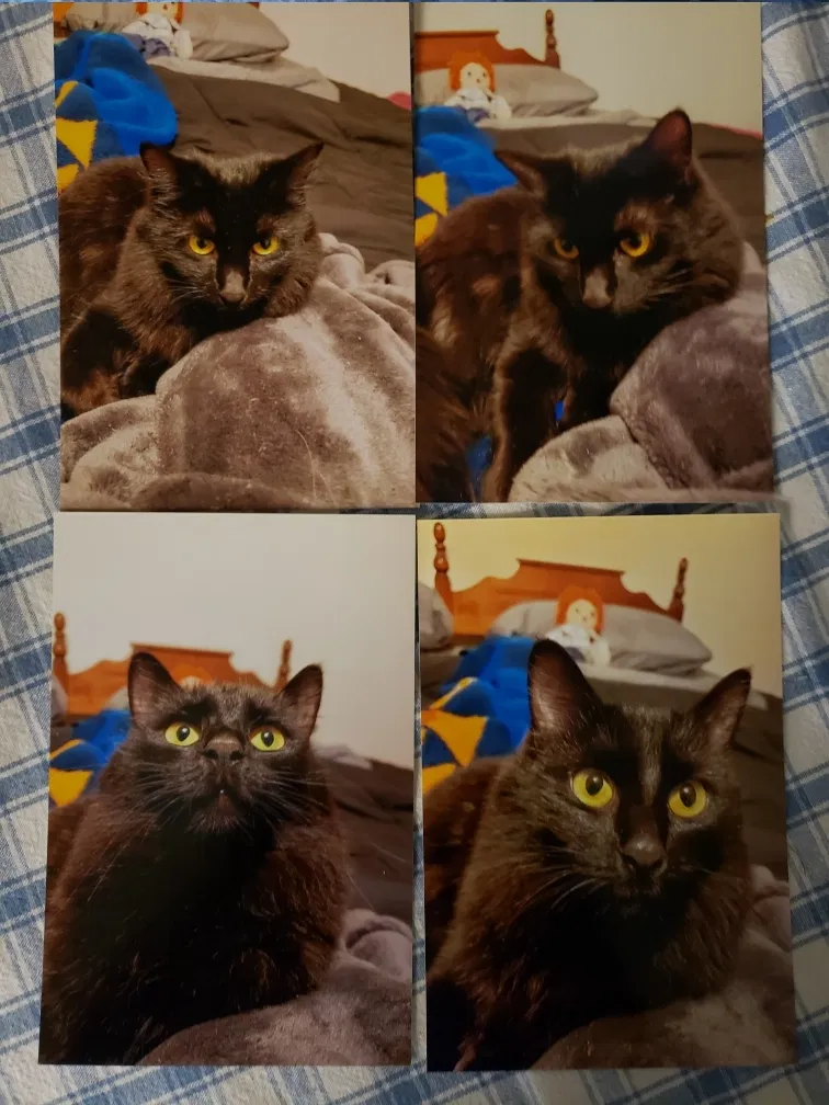 Lost cat in Bakersfield, CA, 93308