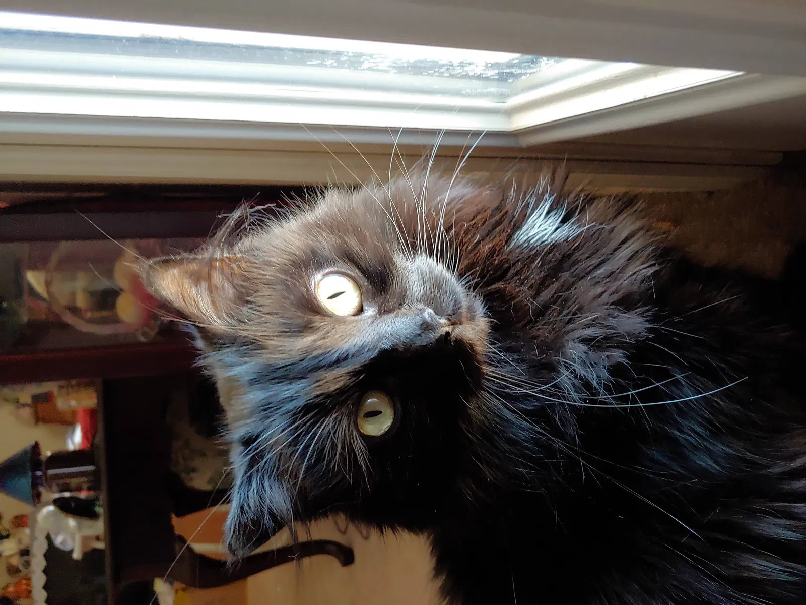 Lost cat in Englewood, OH, 45322